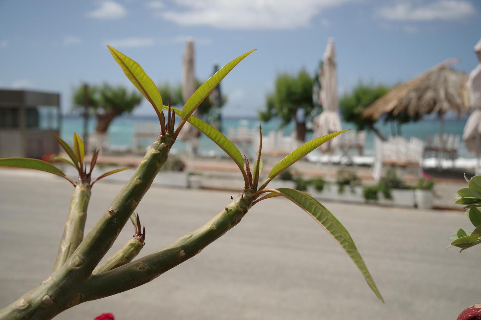 Soso'S Apartments -Vacations Next To The Beach Psari Forada Esterno foto